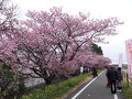 さわやかウォーキング 焼津 (朝比奈川沿いの桜と水産の恵み探索)JR東海