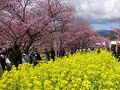 河津桜まつりと熱川バナナワニ園