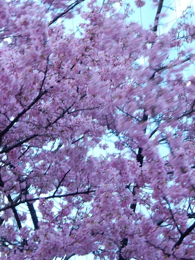 東京・日本橋の「おかめ桜」が咲き出しているとの<br /> ことで、日本橋~神田駅~東京駅丸の内へ桜を探しに<br /> ちょこっと街歩きしてきました。<br /> 途中見つけた標示版には、<br /> 『オカメザクラ(阿亀桜)はサクラの園芸品種で、<br /> 花は一重で下向きに咲く。大木(タイボク)にならず<br /> 庭植えに向く』と記されていました。<br /> <br />