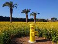 伊良湖へ菜の花を見に行ってきた　公共交通機関利用の読み鉄日帰り旅