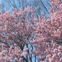 東御苑の椿寒桜