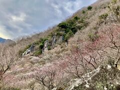 江島神社と湯河原梅林・温泉日帰り旅