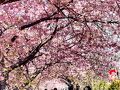 ご近所さんと伊豆高原へ②開花が遅れた河津桜は満開でした