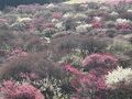 は～るよ来い♪は～～やく来い(^^♪　～～いなべ農業公園の梅園