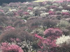 は～るよ来い♪は～～やく来い(^^♪　～～いなべ農業公園の梅園