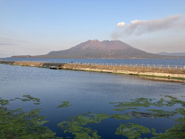 春先に目的地を探す時、ついつい暖かいところへと向かうのですが、昨年も、3月の鹿児島では雨が多かった記憶ですが、今年は、雨には降られなかったけど、ずっとずっと、白い雲に覆われてしまい、桜島の影さえ見えない日も多く、美しき桜島を見れたのは、到着日だけでした。<br /><br />サンロイヤルホテルに泊まって、そこからすぐの海辺には、面白い遊歩道があり、両側を水に囲まれて、数キロの道があるんですよね。その景色がまた見たくなり、行くことにしました。<br /><br />雨の日には、映画でも、カラオケでもいいや、と思っていましたけど、2度目の映画はイオンタウン姶良で見たのですが、この日は、全国、4月か5月の気温まで上がったこともあり、なぜか3月の映画館で、冷房の冷気を浴び続けて、喉の痛みが始まっていた、風邪気味状態から、しっかり風邪をこじらせてしまいました。映画の最後まで見ずに、途中で、逃げ出したのですが、どうせなら、もっと早くに逃げ出すべきでした。<br />おかげで、喉の痛み、そして鼻詰まり、ラストは咳と、風邪のフルコースをたどることになりました。<br /><br />鼻詰まり状態で、飛行機に乗ると、着陸の時に、耳がツーンと痛くなります。気圧の変化に対して、耳管で気圧調整するのが、風邪で炎症を起こしていると、その調節がうまく行かず、航空性中耳炎になることがあるのです。<br /><br />若かりし頃の、南米への添乗業務の時に、疲れから旅途中で風邪をひき、鼻詰まりでの帰路の飛行機で、泣きたくなるほどの痛さに、スチュワーデスさんを呼んで、痛くてたまらないというと、耳抜きをしろと教えてくれたのですが、うまくできずに、ものすごい痛みに耐えたのでした。とはいえ、まだ若い頃ですから、着陸すれば、その痛みも終わりました。<br /><br />2度目は、2010年ごろの1月のネパールで、えげつない寒波で、町中に風邪ひきさんが溢れていて、手鼻で飛ばされた鼻水が、右から左からピュンピュン飛んでくる中を旅して(笑)、よくもまあ、風邪ひかないことじゃと、我が身を誇っていたら、最後の最後で風邪ひいてしまい、またまた帰路の飛行機で、耳が痛くなったのでした。<br />この折は、少し年寄りになっていたからか、着陸しても、耳のポワンポワンが抜けずに、1週間近く、耳が詰まった感覚のままになってました。何日目かに、耳鼻科に行くと、「航空性中耳炎のなりかけ」と診断されて、この折もまあ、1週間後には回復できました。ただ、この時は、その後、1-2年間は、着陸の時に、しんどい思いをする状態が続き、航空用の耳栓を、欠かさずバッグに入れて飛行機を利用してました。<br /><br />加齢により、ますます耳管の調整力も弱ってくるようで、ひどい時には、鼓膜が傷ついたり、難聴になったりすると聞き、小さくないリスクだと、認識するようになりました。<br /><br />なので、鼻炎カプセルと、鼻のスプレーも持参して、帰路の飛行機を耐えようと準備していたら、なんと、鹿児島から伊丹の便が欠航(笑)。<br /><br />しかし、ぐずぐずしていたら、薬の効き目も切れるし、と、鼓膜が破れるよりは、お金を払えとばかりに、羽田への飛行機を新たに買って、新幹線で帰りました。<br />だいたい、こんな時って、カウンター前の行列が、なかなか進まず、それを待っていたら、早い便は出てしまう。だから、列につきながら、アプリを操作して、羽田便を買い求め、荷物預けのカウンターには、行列がなかったので、そこでプレミアムクラスへのグレードアップもできました。費用は、バッチリ払わされますが。<br /><br />ANAとしては、料金を払わずとも、羽田経由での伊丹空港行きは手配してくれたんですが、それに時間がかかると、羽田行きの早い便には乗り遅れそうだし、また二つも飛行機に乗るのは、耳管のこともあるし、新幹線を選択したのでした。<br /><br />ところが、今度は、羽田空港から品川駅へ向かうときに、「新幹線、運転見合わせ」の情報を目にして、焦りまくり、JRのサイトの情報があまりにもお粗末で、何が原因での運転見合わせかがわからず、下手すると、東京泊まりかと思うと、スーツケースの宅配もやめて、品川駅に向かいました。<br />移動中のスマホで、ググって、XのJRのサイトで、もうすぐ運転再開と出たので、希望を持って、品川駅へ。<br />スマートEXの予約では、改札口を通ってしまうと、アプリでの列車変更ができなくなるので、改札手前で、列車を1時間弱、早いのに変えました。この時点で、全ての列車が30分遅れで、元の列車だと、1時間待ちになるのを、30分前出発の列車に変えることで、待ち時間10分で新幹線に乗り込めたのでした。<br /><br />いやぁ、この作業を、こんな婆さんが、そこらの隅っこで、立ったままスマホを操作してやり遂げたことに、自己満足しました(笑)。そこは良かったのですが、そして、たまたま新幹線も、隣の席が空いたままで、助かりましたけど、新幹線乗車中に、どんどん咳がひどくなってきて、帰宅した時には、疲労困憊でした。<br /><br />昨日は、そんなわけで、人生でも、最悪な日となりましたが、なんとか、夕方には帰着できました。<br /><br />