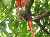 コスタリカ　エコツーリズム10日間　7日目(マヌエル・アントニオ国立公園)