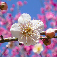 豊後・大分　立春の別府温泉 観光スポットではないお気に入り市街をぶらぶら歩き旅ー８