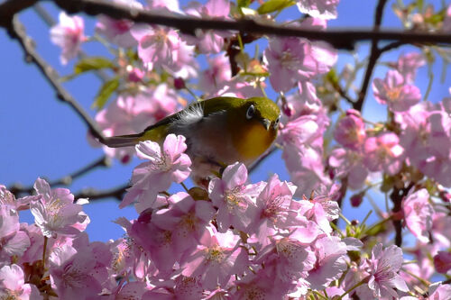 芥のせせらぎ ごりら公園 江川せせらぎ遊歩道 2025春～河津桜とメジロの季節～（川崎