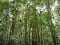 スリランカ　西海岸の街を行く【アンバランゴダ ＃４　カネリヤ森林保護区】