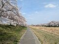 どこまでも続く桜並木こだま千本桜と温泉成分が千枚田な白寿の湯へ JREBank特典普通グリーン券利用