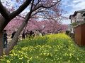 やっと咲いた河津桜！熱川に泊まって伊豆うまいものめぐり２日間