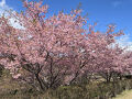 2025年3月16日～千葉市と御宿町で満開の河津桜、御宿と鵜原で美しい外房の海を楽しんできました
