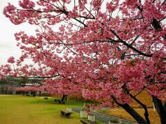 【長崎 そのぎ茶温泉・つわぶきの花】大村の河津桜を訪ねて (大村紀行)