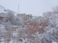 2025年冬＜雪豹ツアー in ラダック＞その③雪のタクマチック村でブルーシープ等観察
