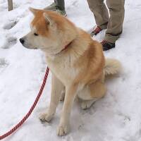 どこかにマイルで秋田『温泉と秋田犬』