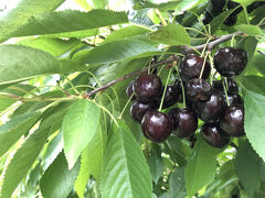 【ミシガン】トラバースシティ6-チェリー狩＆ワイナリー