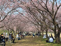 安行桜を見に近場でトレッキング