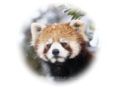 【レッサーパンダ遠征記】2023～　動物園別リスト　（作成中）