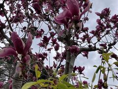 3月24日、東京は開花宣言の日の鎌倉散歩