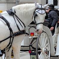 家族旅行1-3日目 ウィーン 観光しやすいコンパクトシティ　カフェとベルヴェデーレ宮殿