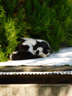 猫探し【徳島】眉山と徳島城跡