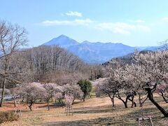 2025年3月 秩父旅行♪いちご狩り♪温泉♪秩父ミューズパークの梅園でお花見♪