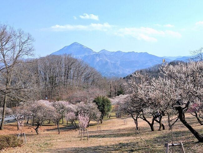 またまた秩父へ行ってきました。<br />いちご狩りや温泉など…いつもおなじみのところで癒されてきました。<br /><br />梅が見頃のシーズン。<br />今回は宝登山ではなく秩父ミューズパークの梅園へ行ってきました。<br />いろんな種類の梅が咲いていてきれいでした。<br />ミューズパークの梅もいい感じ!新たな発見でした。