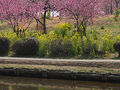 20250326-1 古河 古河公方公園の桃まつり→渡良瀬川の菜の花と古河城本丸跡→雀神社→長寿庵の七福神カレーせいろ