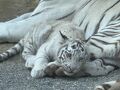 東武動物公園のチビホワイトタイガーを追っての旅2025 