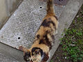 2025年4月　岡山県旅行　倉敷アイビースクエアホテル泊り　①六島の猫ちゃん