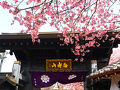 散り始めの密蔵院安行桜☆cafe restaurant ANDG☆2025/03/26