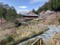 石山寺の桜が待ち遠しい