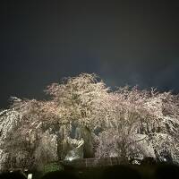 春の京都、６泊７日。枝垂れ桜を堪能。　ホリデイイン・京都五条に宿泊しました。