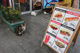 スタアラ世界一周券で中米・南イタリアへ　18 乗り継ぎのイスタンブールで猫探し
