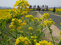 笠岡ベイファーム　菜の花