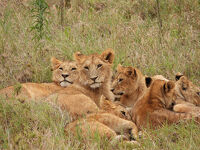 タンザニアサファリ - 4日目のンドゥトゥからセレンゲティへ