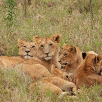 タンザニアサファリ - 4日目のンドゥトゥからセレンゲティへ