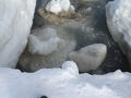 CREAと旅猫ズキャンカー旅　2025年2月の北海道旅　流氷を求めて雄武・紋別・湧別＆スキーとクリオネ　⑥