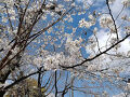 TOKYO SAKURA FLOWER 2025
