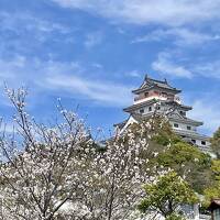 イカの活造りが食べたくて。桜咲く唐津、呼子の旅。55城目のお城めぐりは「名護屋城」。