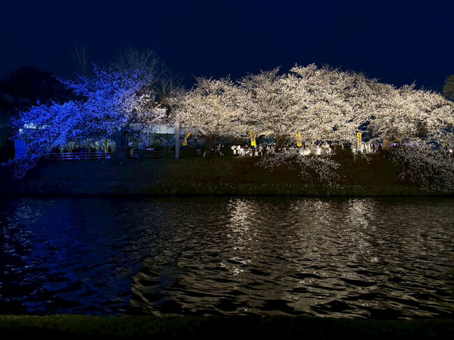 2025年の福岡市の桜開花宣言は3月25日で平年より3日遅く昨年よりは2日早い開花でした。<br />初夏の様な暖かい日が続きあっという間に満開になった舞鶴公園と西公園を訪れました。<br />舞鶴公園を中心に今年も福岡城さくらまつりが開催され夜桜も綺麗にライトアップされていました。<br />花見を挟んで「マグロやナポレオン」と「鉄板焼きもんじゃココきよ」でマグロともんじゃを美味しく頂きました。<br />帰宅途中の紅葉八幡宮の夜桜も綺麗でした!!