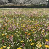 花溢れる伊豆松崎の春