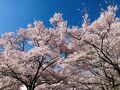 2023年4月　念願の高遠の桜を見る旅