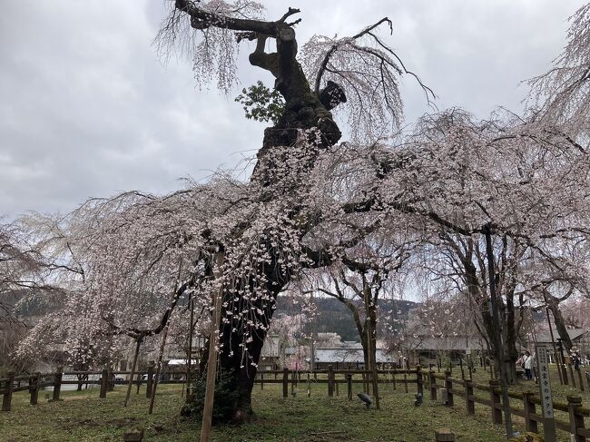 秩父へ行くのは久しぶり。枝垂れ桜が満開と聞き、ご近所のウォーキング仲間と行ってきました。<br /><br />写真は清雲寺のしだれ桜。