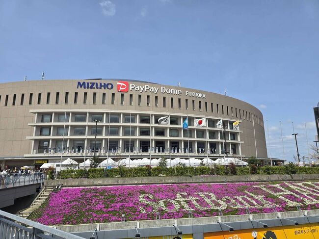 ホテルからみずほPayPayドーム福岡に向かう。<br />地下鉄の唐人町駅で降りて、スタジアムにへ。<br />ホークスの選手の写真が並ぶ通りを歩く。<br /><br />そして桜。<br />20分ほど歩いてスタジアムに到着。<br />隣接するヒルトン福岡シーホーク。<br />今回の宿泊はここも考えた高価なホテル。<br /><br />入場して観戦。<br />プレーの模様は写真撮影が禁止。<br />ファン軽視だな~とか思いながら試合を観戦。<br /><br />試合は白熱。<br />王者ホークスにマリーンズが反撃。<br />逆転で3連勝!<br />が決まる前にドームを出て、ホテルに戻る。<br /><br />ホテルに入る前に「サイゼリヤ」で軽く一杯。<br />そしてホテルにチェックイン。<br /><br />少し休んでホテルを出る。<br />天神の少し先にある大名。<br />おしゃれな雰囲気のエリアにある「田しゅう」<br /><br />雰囲気の良いもつ鍋屋で飲み会。<br />小倉から元部下も駆けつけてくれた。<br />美味しい料理を食べながら一杯。<br /><br />ゴマ鯖や馬刺し。<br />そしてもつ鍋。<br />美味しい料理で一杯やって大満足。<br /><br />店を出て歩いてい中洲方面に向かう。