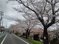 お花見各務ヶ原　2025春♪