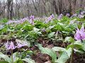 三毳山のカタクリを愛でる
