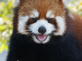 レッサーパンダはかわゆい !!! プルプル通信 10 安佐動物公園