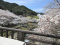 山口、長門湯本温泉の桜と大谷山荘  